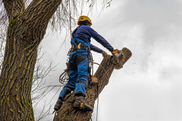 Best Tree Removal  in Union, MO